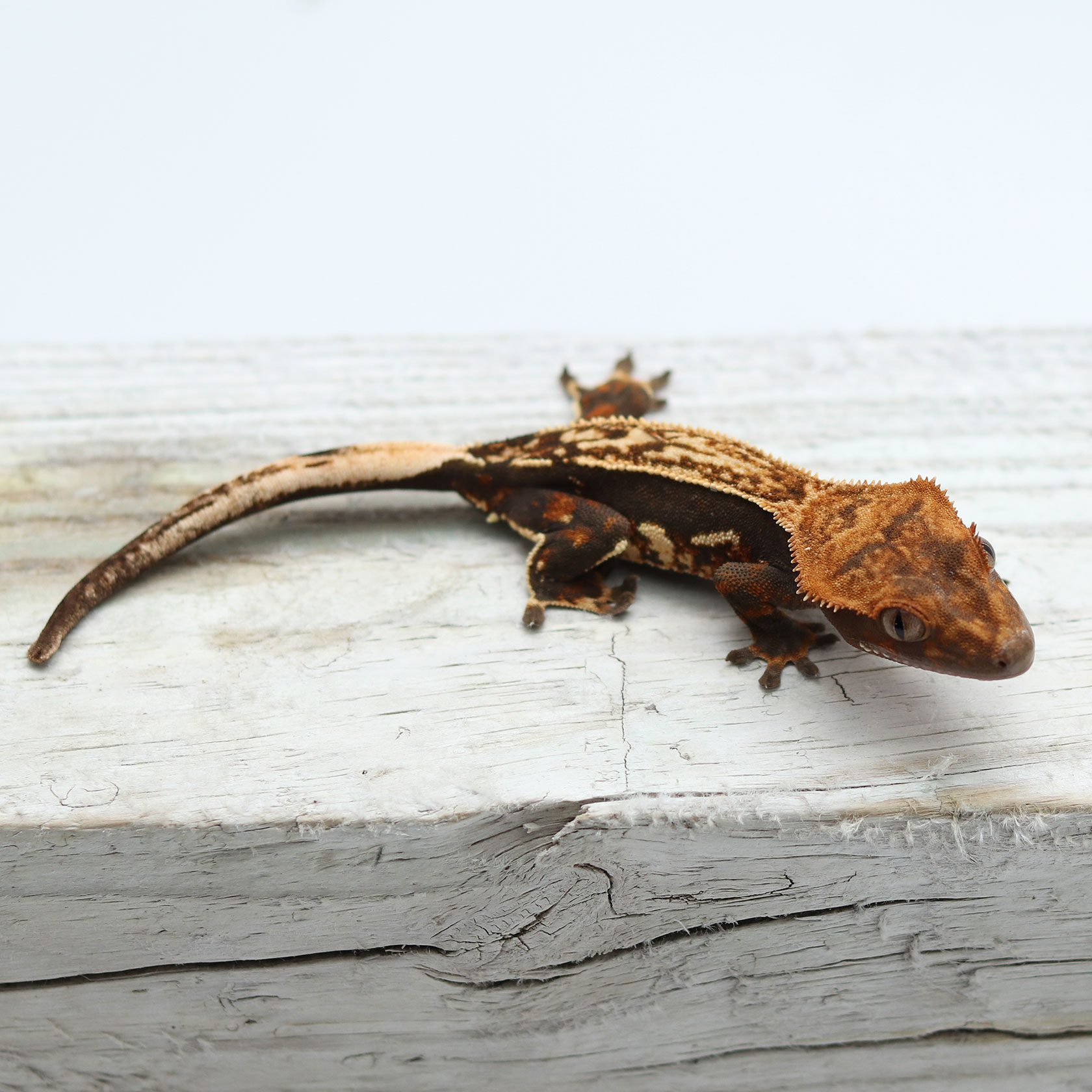 Dark Tricolor Pin (Probable Male) - Seta Reptiles