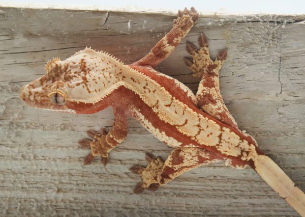 A lizard is sitting on the side of a wall.