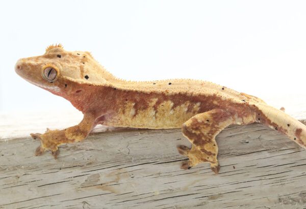 A close up of a lizard on top of a wooden surface
