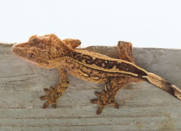 A brown and black lizard is sitting on the ground