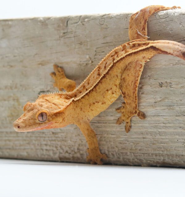 A close up of a gecko on the side of a wall