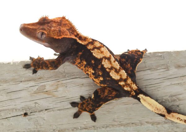 A brown and orange lizard is sitting on the wood.