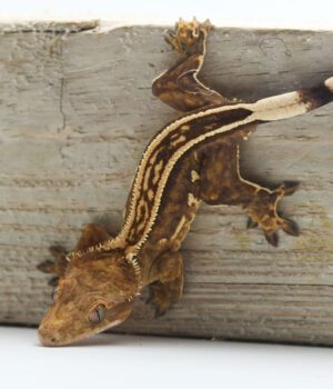 A brown and white lizard is hanging on the side of a wall.