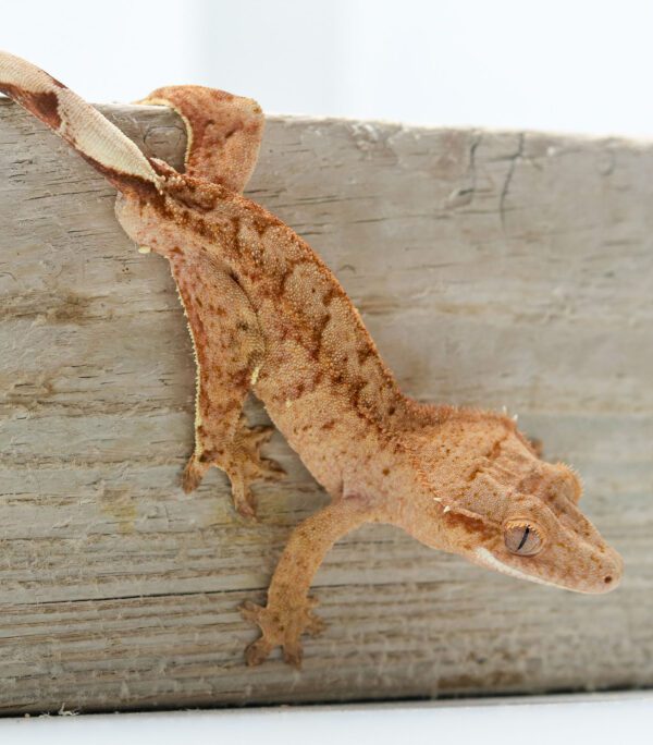 A close up of a gecko on the side of a wooden fence