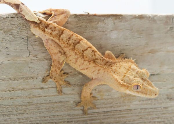 A lizard is standing on the side of a wall.