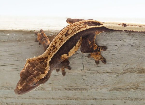 A brown and white lizard is hanging on the wall