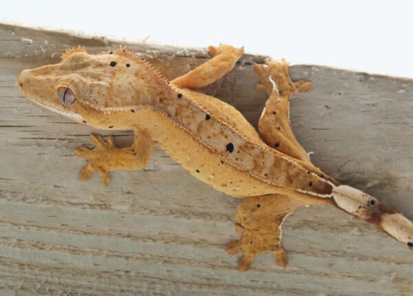 A lizard is sitting on the side of a building.