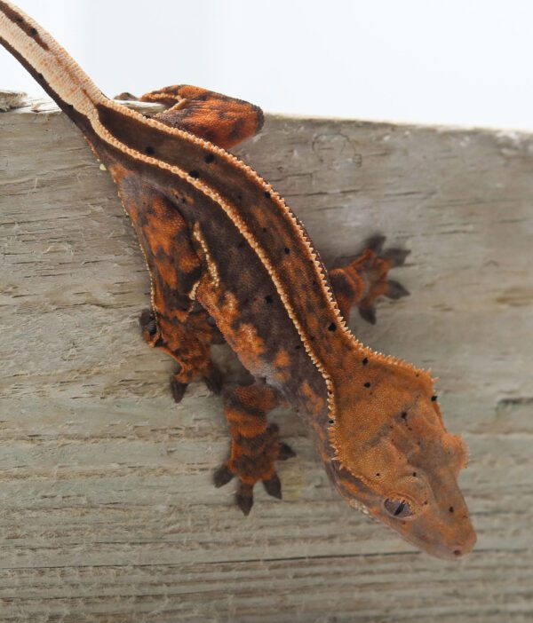 A brown lizard is sitting on the side of a wooden fence.