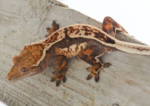 A brown and white lizard is sitting on the side of a wall.