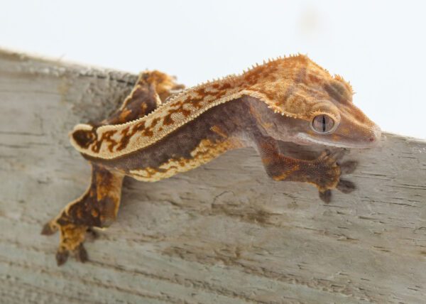 A lizard is sitting on the side of a wall.