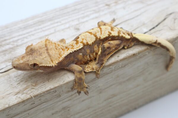 A lizard is sitting on the edge of a wooden board.