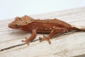 A brown lizard sitting on top of a wooden surface.