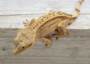A close up of a gecko on a wooden surface