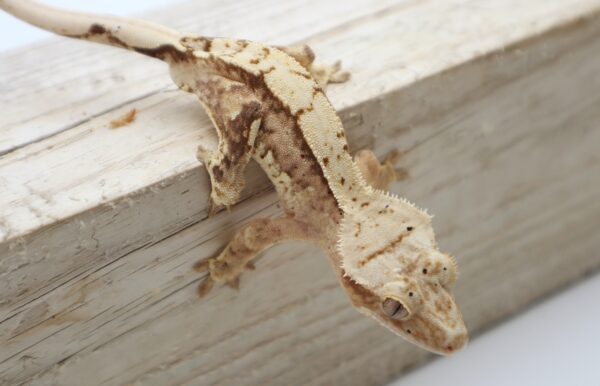 A lizard is sitting on the edge of a wooden board.