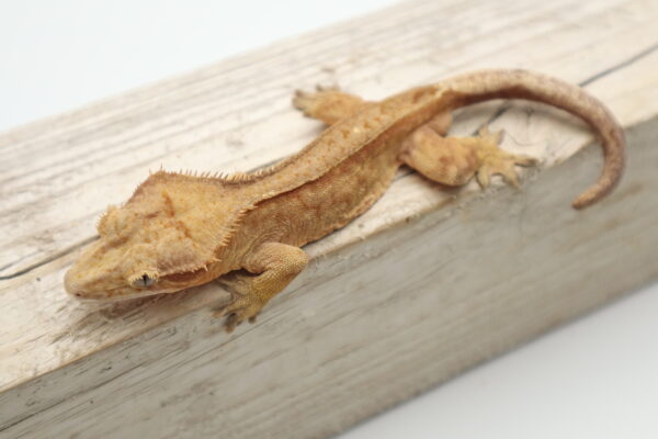 A lizard is sitting on top of a piece of wood.