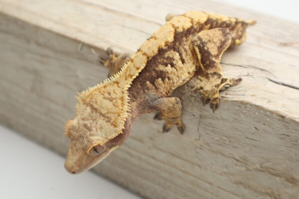 A lizard is sitting on the edge of a wooden board.