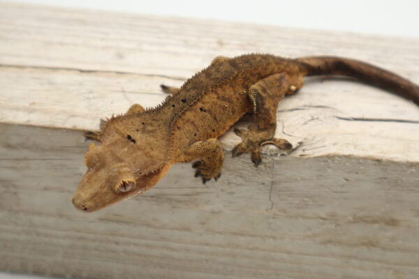 A brown lizard is sitting on the side of a building.