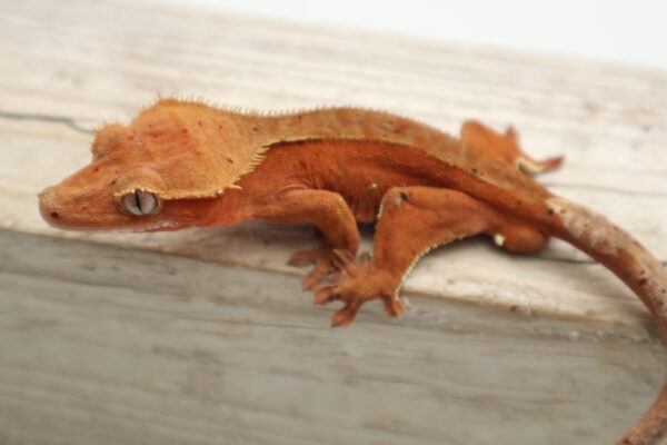 A close up of a lizard on the ground