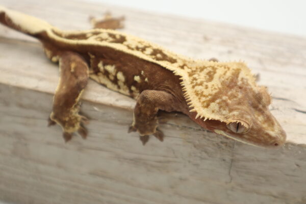 A brown and white lizard is sitting on the ground