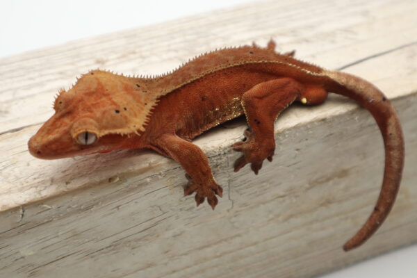 A lizard is sitting on top of a wooden board.