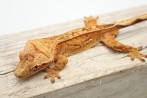 A lizard is sitting on top of a wooden table.