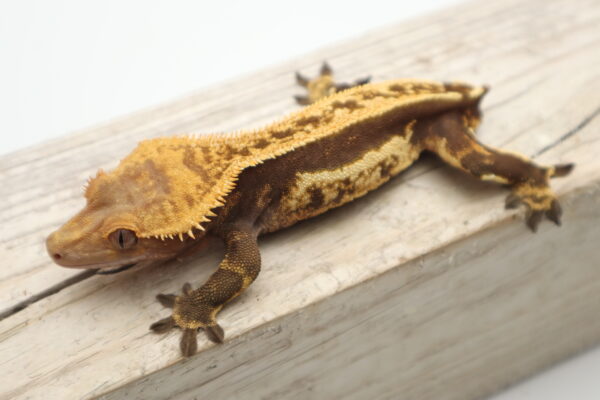 A brown and yellow lizard is sitting on the edge of a ledge.