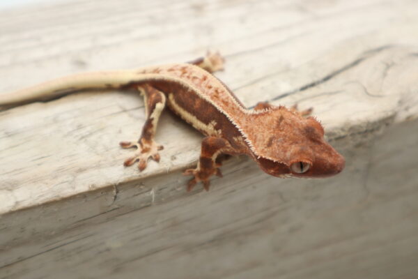 A close up of a gecko on the ground