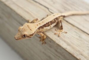 A close up of a gecko on top of a wooden surface