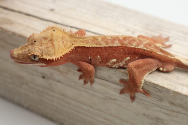 A lizard is sitting on the side of a wall.