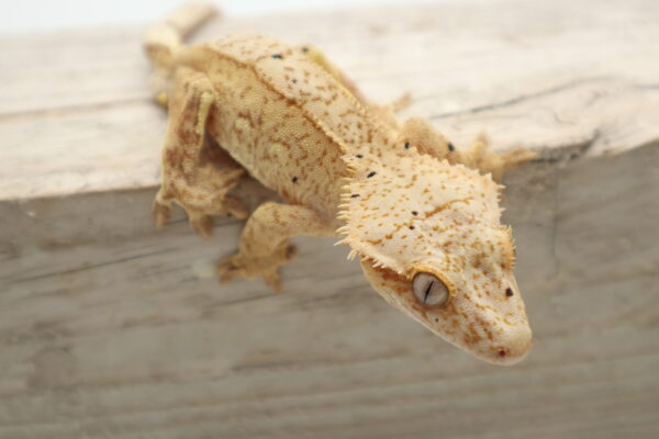 A close up of a lizard on the ground