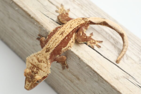 A lizard is sitting on top of a wooden board.