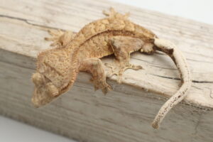 A lizard is sitting on top of a wooden board.