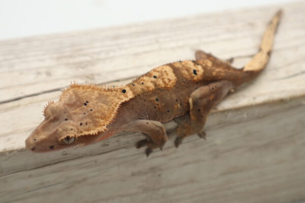 A brown lizard is sitting on the side of a building.