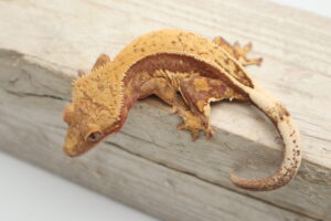 A brown and yellow lizard sitting on top of a wooden board.
