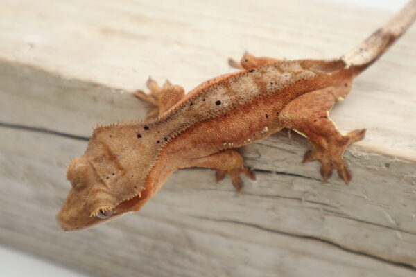 A close up of a lizard on the ground