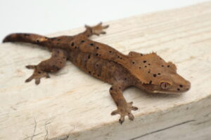 A brown lizard is sitting on top of a wooden board.