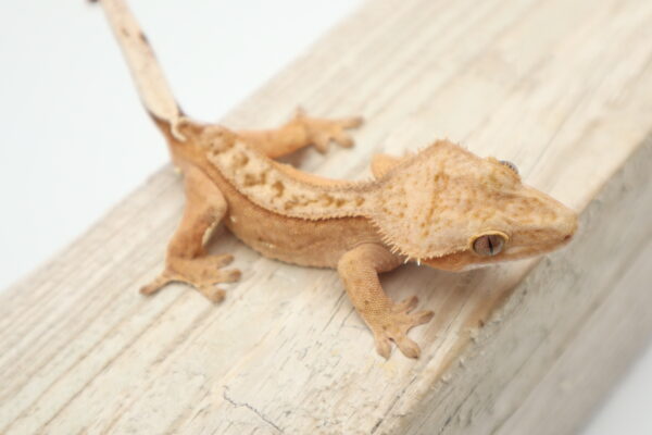 A lizard is sitting on top of a wooden board.