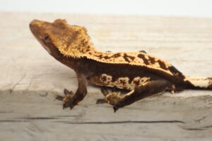 A brown and white lizard sitting on top of a wooden floor.