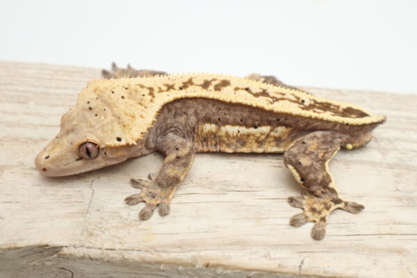 A close up of a lizard on top of a wooden table