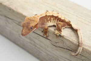 A brown gecko is sitting on top of a wooden board.