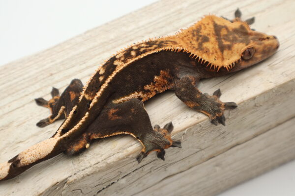 A brown and black lizard is on top of a wooden board.