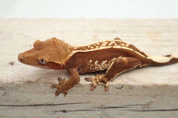 A brown lizard is sitting on the ground