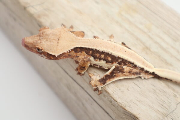 A lizard is sitting on the ground and looking at something.