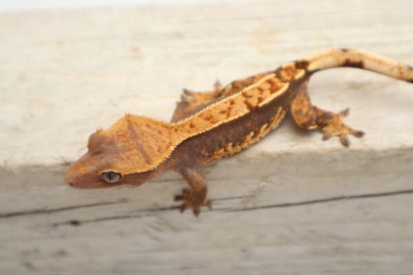 A brown lizard is sitting on the ground.