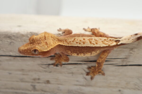 A close up of a lizard on the ground