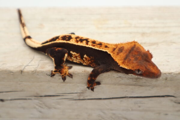 A lizard is sitting on the ground and looking at something.