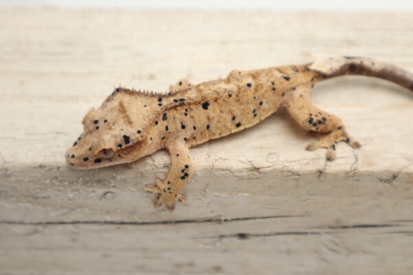 A lizard is sitting on the ground and looking at something.