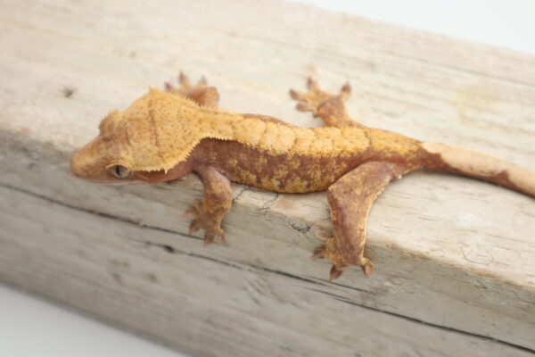 A brown lizard is sitting on top of a wooden board.