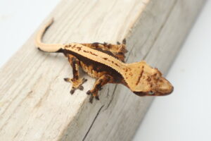 A lizard is sitting on the side of a wooden fence.