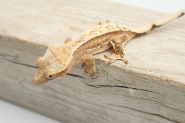 A close up of a gecko on top of a wooden board